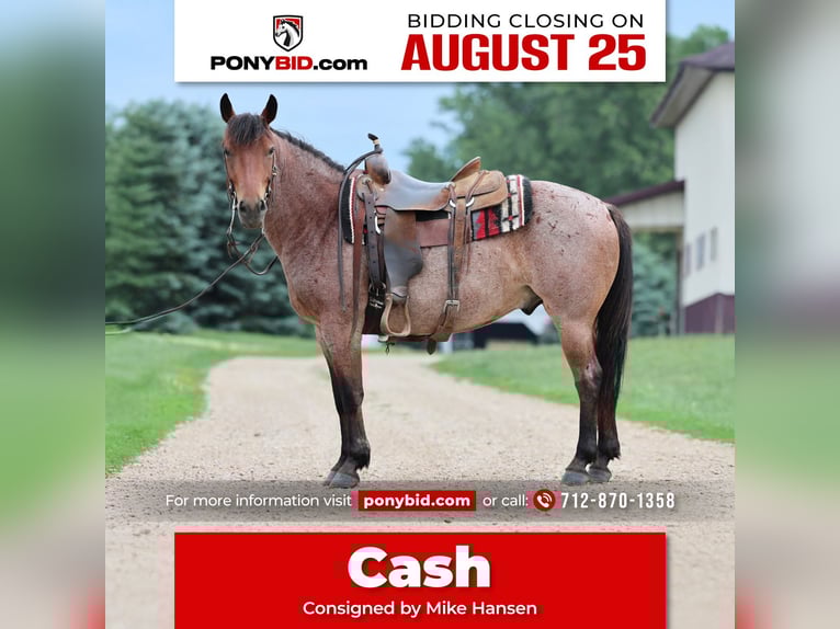 Quarter Pony Wallach 6 Jahre 137 cm Roan-Bay in Kingsley