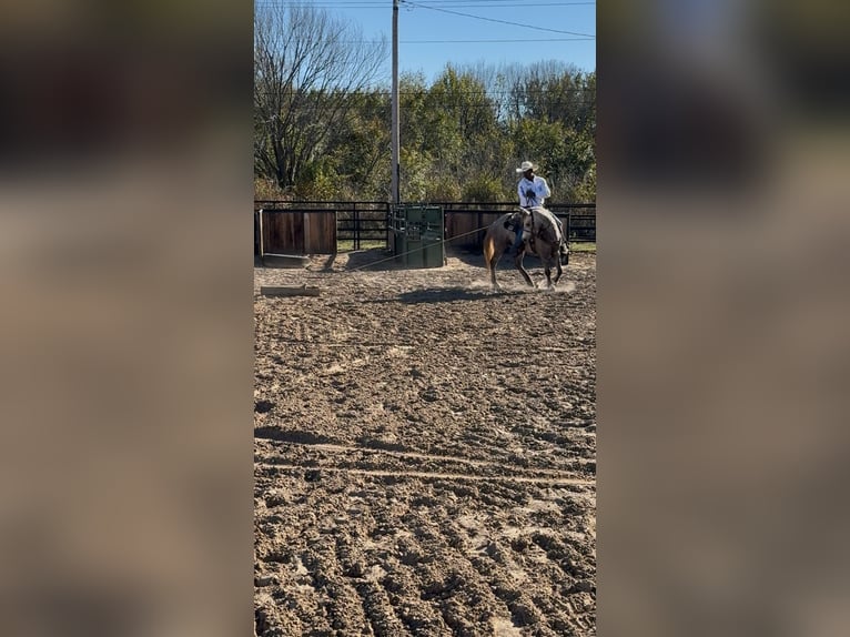 Quarter Pony Wallach 6 Jahre 137 cm Schimmel in Checotah