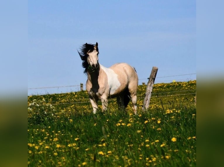 Quarter Pony Wallach 6 Jahre 138 cm Schecke in Bovenden
