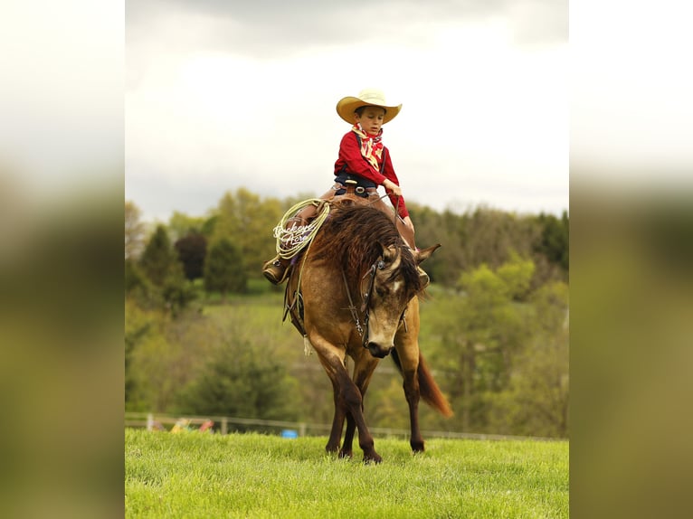 Quarter Pony Wallach 6 Jahre 140 cm Buckskin in Millersburg