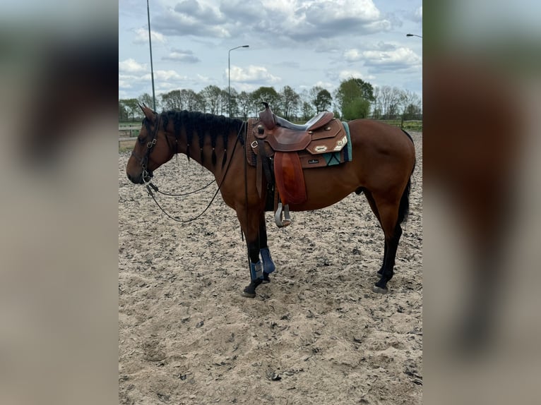 Quarter Pony Wallach 6 Jahre 142 cm Brauner in Rotterdam