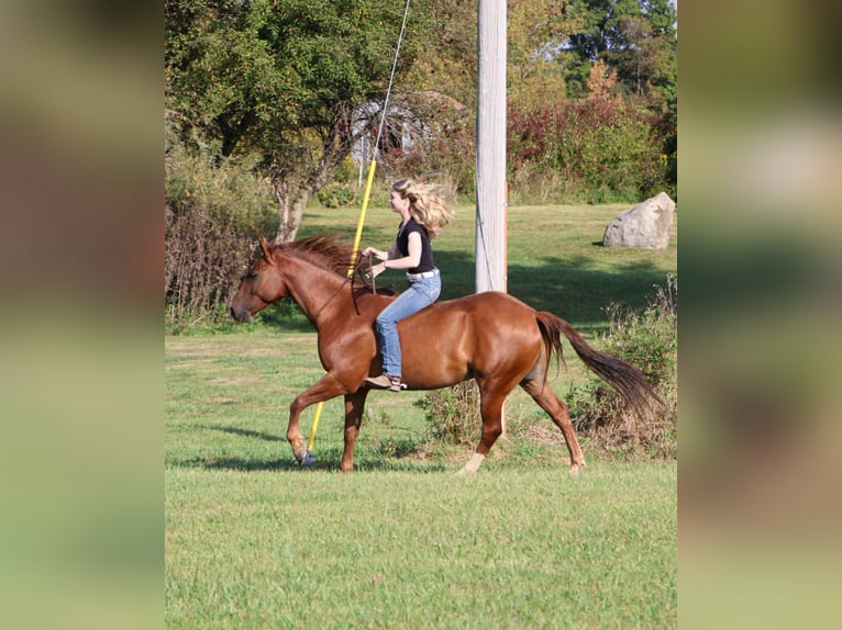Quarter Pony Wallach 6 Jahre 147 cm Dunkelfuchs in Howell