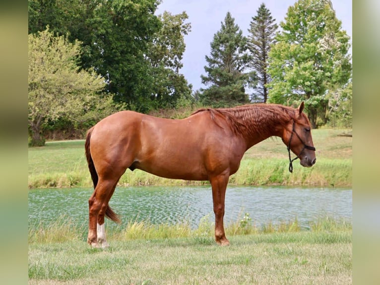 Quarter Pony Wallach 6 Jahre 147 cm Dunkelfuchs in Howell