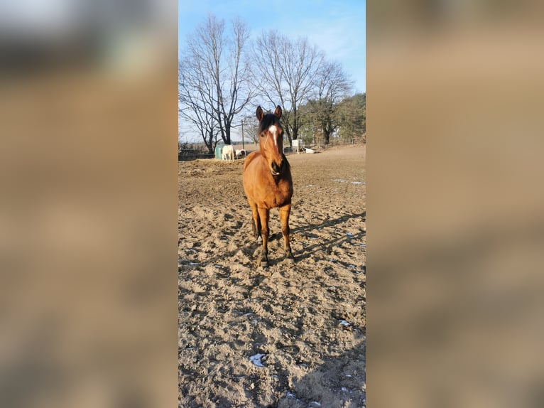 Quarter Pony Wallach 6 Jahre 148 cm Brauner in Templin