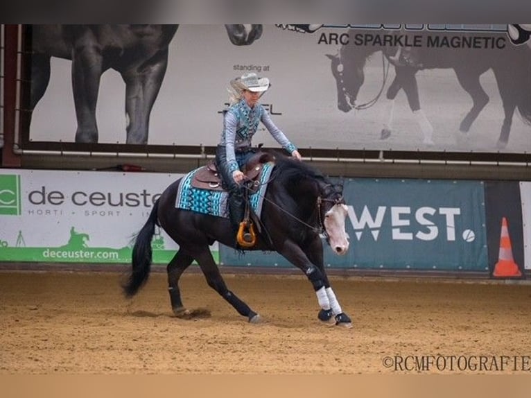 Quarter Pony Wallach 6 Jahre 150 cm Rappe in Luxemburg