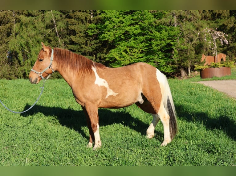 Quarter Pony Wallach 6 Jahre Schecke in Hafling