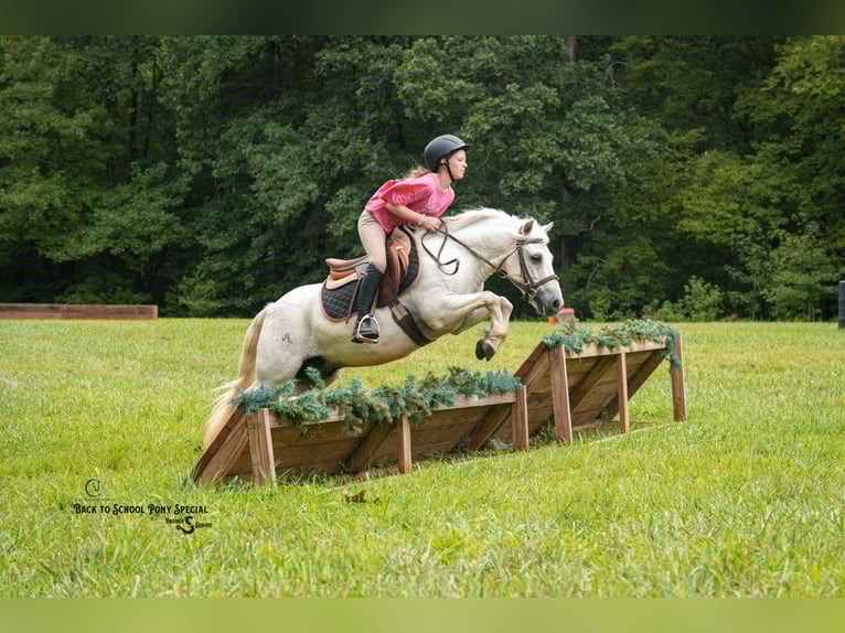 Quarter Pony Mix Wallach 7 Jahre 119 cm Schimmel in Clover