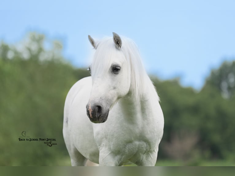 Quarter Pony Mix Wallach 7 Jahre 119 cm Schimmel in Clover
