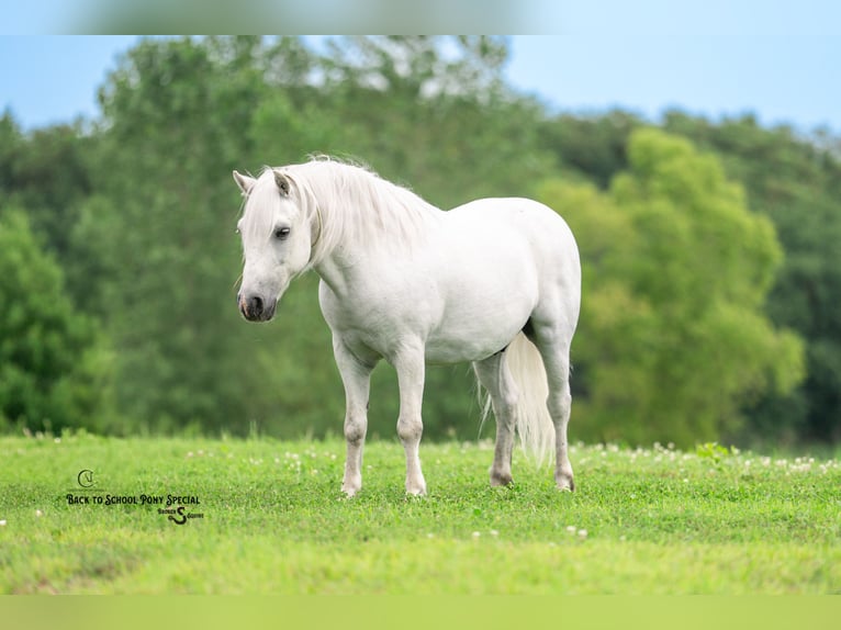 Quarter Pony Mix Wallach 7 Jahre 119 cm Schimmel in Clover