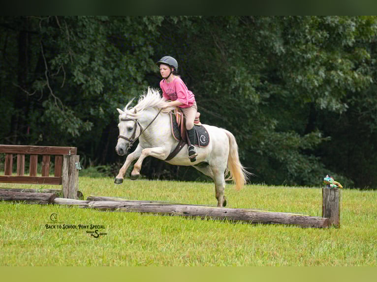 Quarter Pony Mix Wallach 7 Jahre 119 cm Schimmel in Clover