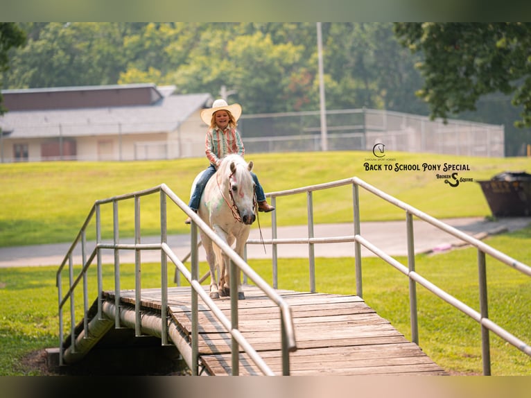 Quarter Pony Mix Wallach 7 Jahre 119 cm Schimmel in Clover