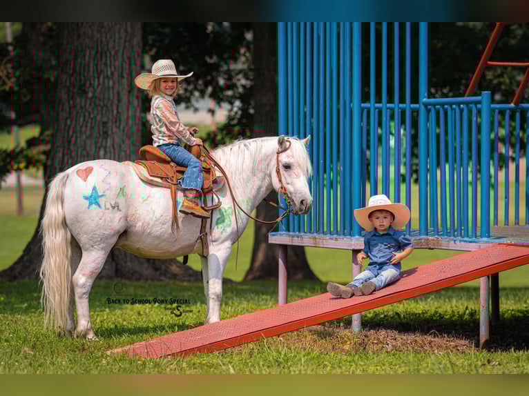 Quarter Pony Mix Wallach 7 Jahre 119 cm Schimmel in Clover