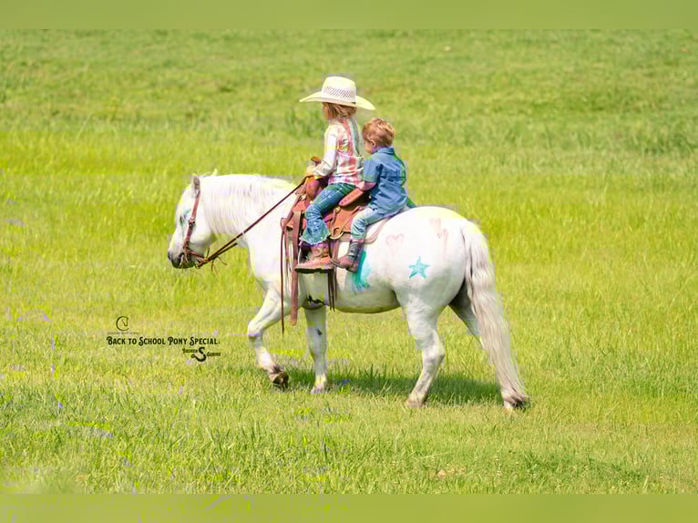 Quarter Pony Mix Wallach 7 Jahre 119 cm Schimmel in Clover