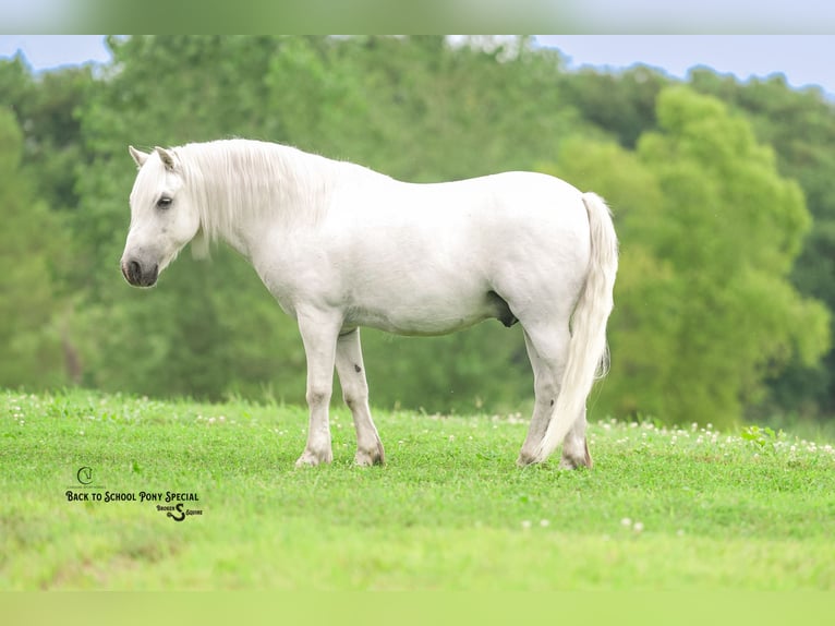 Quarter Pony Mix Wallach 7 Jahre 119 cm Schimmel in Clover