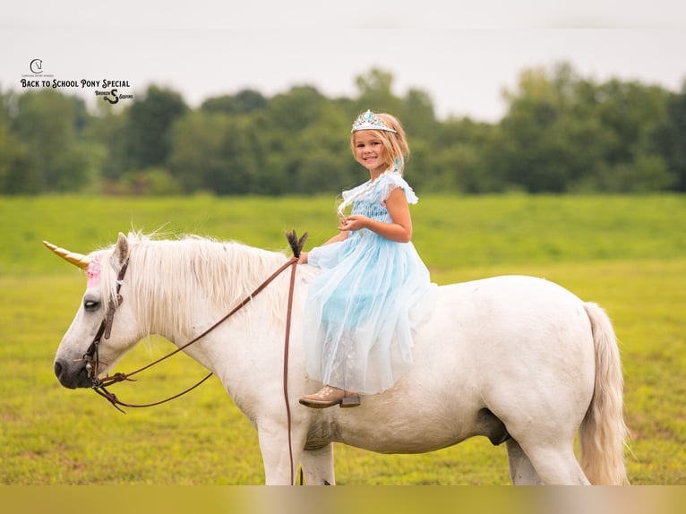 Quarter Pony Mix Wallach 7 Jahre 119 cm Schimmel in Clover