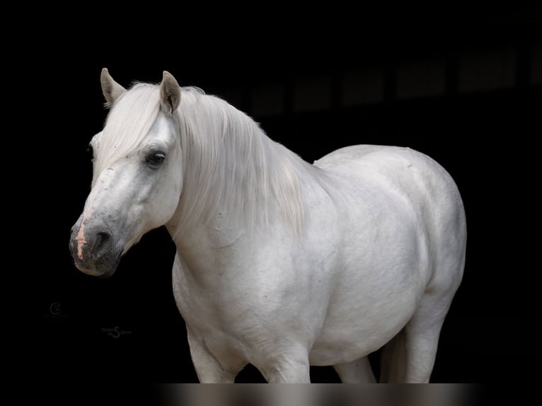 Quarter Pony Mix Wallach 7 Jahre 119 cm Schimmel in Clover