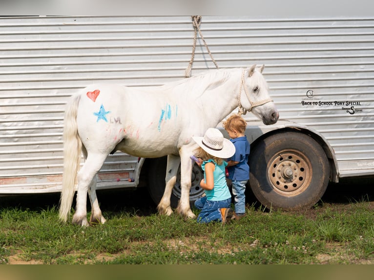 Quarter Pony Mix Wallach 7 Jahre 119 cm Schimmel in Clover