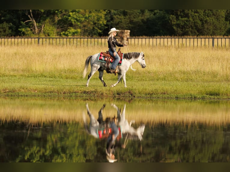 Quarter Pony Wallach 7 Jahre 127 cm Schimmel in Quitman, AR