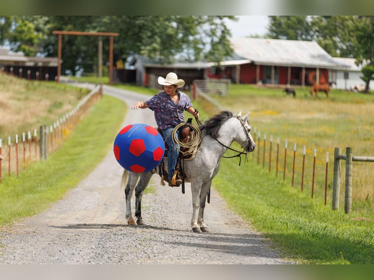 Quarter Pony Wallach 7 Jahre 127 cm Schimmel in Quitman, AR