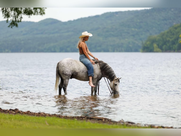 Quarter Pony Wallach 7 Jahre 127 cm Schimmel in Quitman, AR