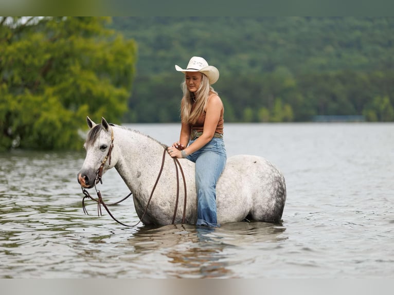 Quarter Pony Wallach 7 Jahre 127 cm Schimmel in Quitman, AR