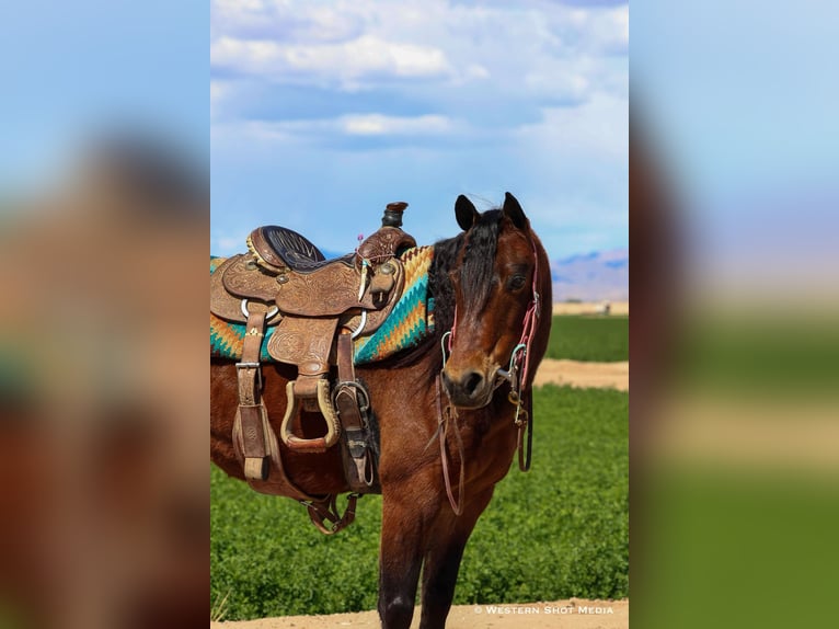 Quarter Pony Wallach 7 Jahre 130 cm Rotbrauner in Buckeye, AZ