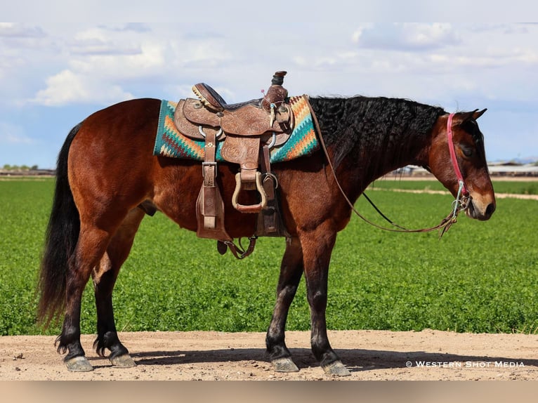 Quarter Pony Wallach 7 Jahre 130 cm Rotbrauner in Buckeye, AZ