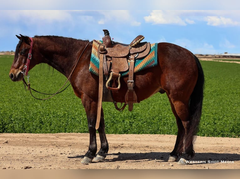 Quarter Pony Wallach 7 Jahre 130 cm Rotbrauner in Buckeye, AZ