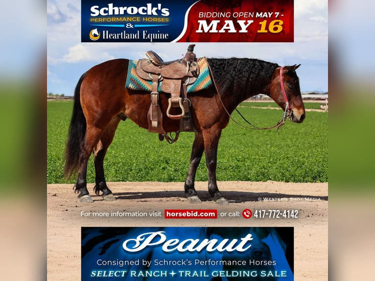Quarter Pony Wallach 7 Jahre 130 cm Rotbrauner in Buckeye, AZ
