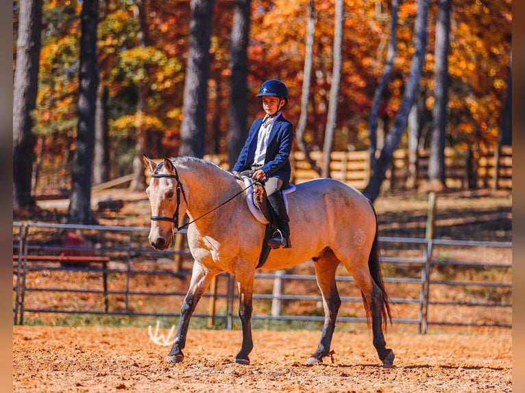 Quarter Pony Wallach 7 Jahre 132 cm Buckskin in Lyles