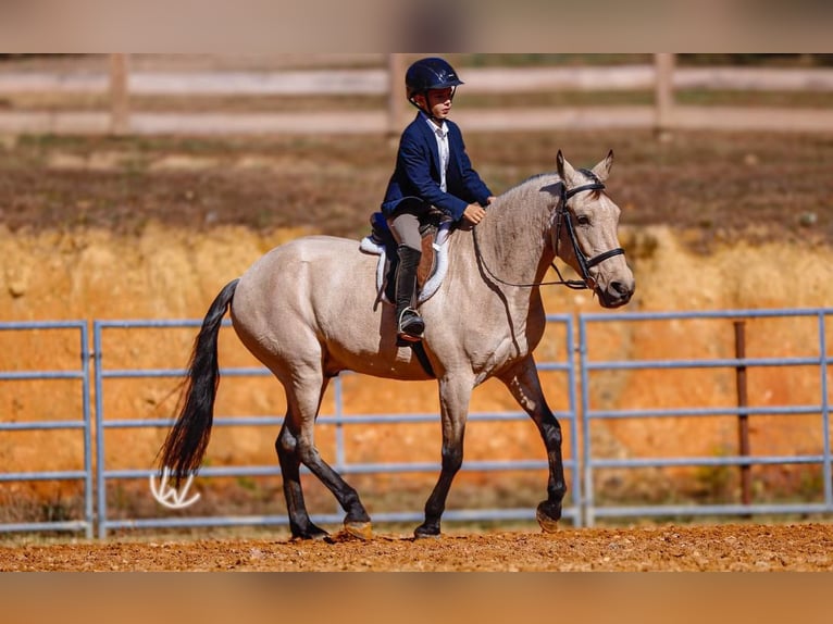 Quarter Pony Wallach 7 Jahre 132 cm Buckskin in Lyles