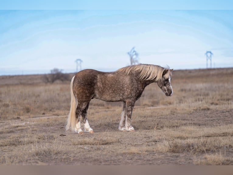Quarter Pony Wallach 7 Jahre 132 cm Schimmel in Canyon