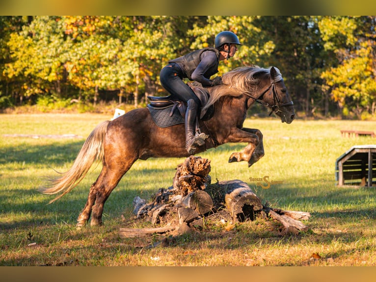 Quarter Pony Wallach 7 Jahre 137 cm Palomino in Bogard