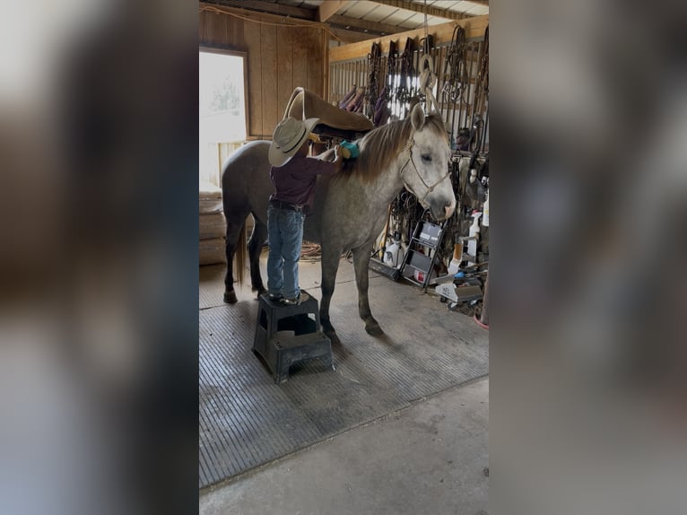 Quarter Pony Wallach 7 Jahre 137 cm Schimmel in Checotah