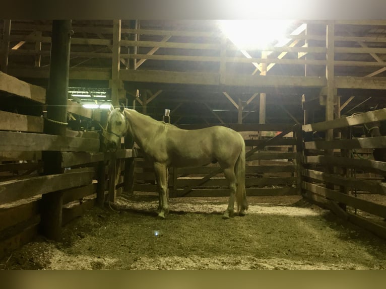 Quarter Pony Wallach 7 Jahre 142 cm Palomino in Zebulon