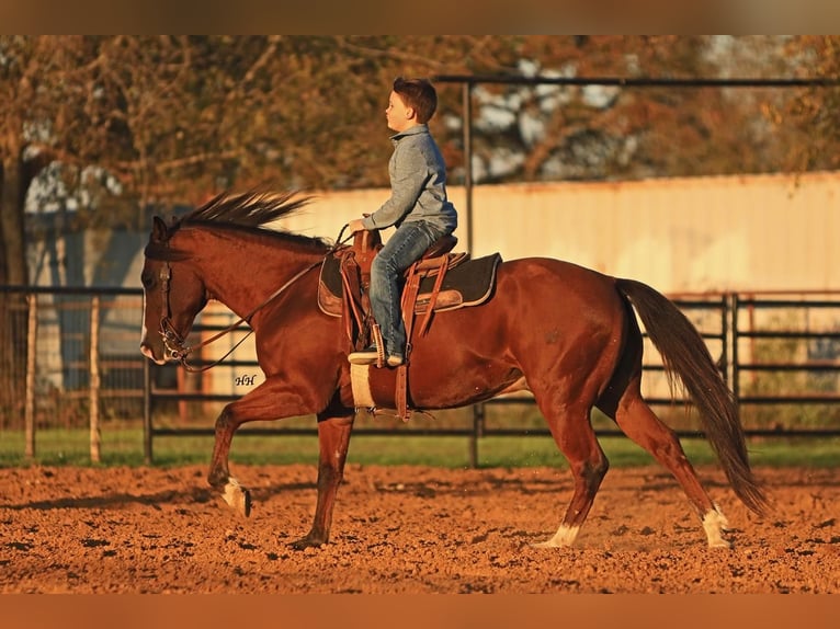 Quarter Pony Wallach 7 Jahre 145 cm Rotbrauner in Joshua, TX