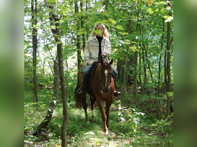 Quarter Pony Wallach 7 Jahre 147 cm Dunkelfuchs in Howell