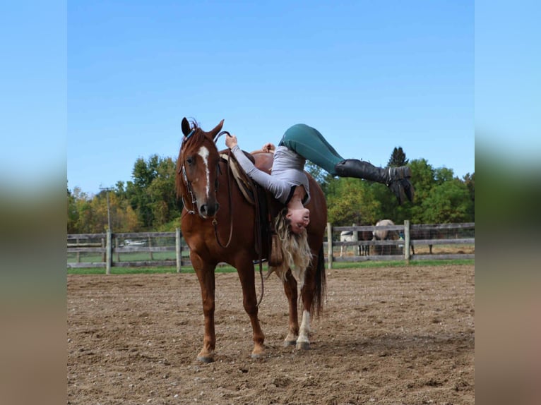 Quarter Pony Wallach 7 Jahre 147 cm Dunkelfuchs in Howell