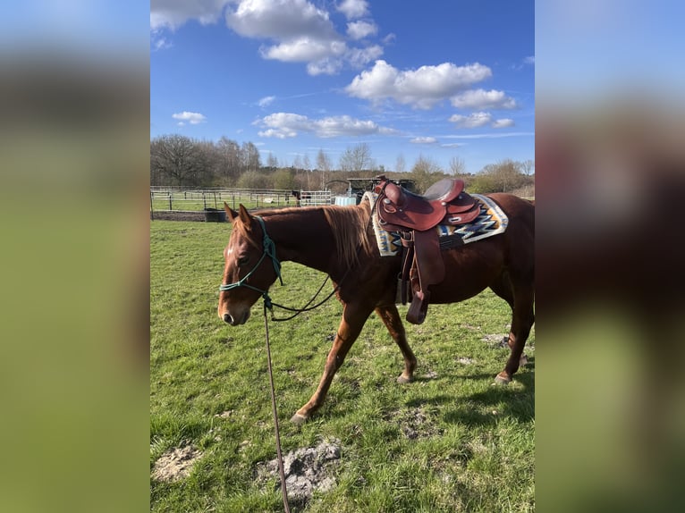 Quarter Pony Wallach 7 Jahre 147 cm Fuchs in Recke