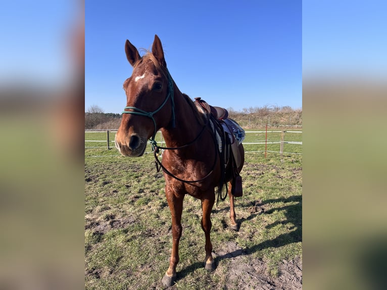 Quarter Pony Wallach 7 Jahre 147 cm Fuchs in Recke