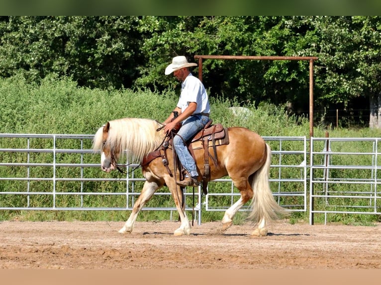 Quarter Pony Wallach 7 Jahre 147 cm in Purdy, MO
