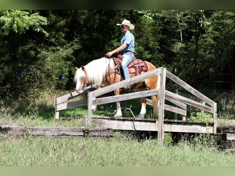 Quarter Pony Wallach 7 Jahre 147 cm in Purdy, MO