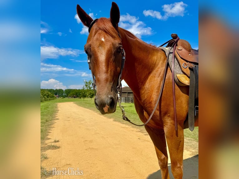 Quarter Pony Wallach 7 Jahre 152 cm Brauner in Cheyenne