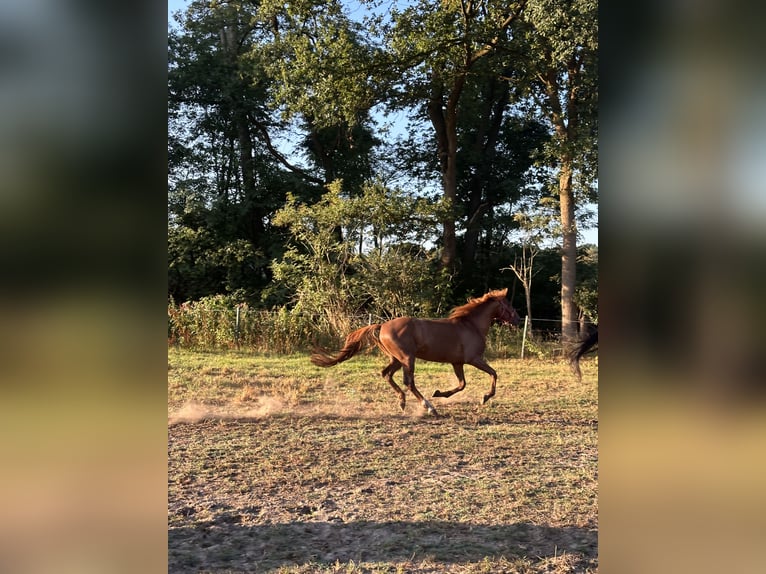Quarter Pony Wallach 7 Jahre 155 cm Fuchs in Geeste