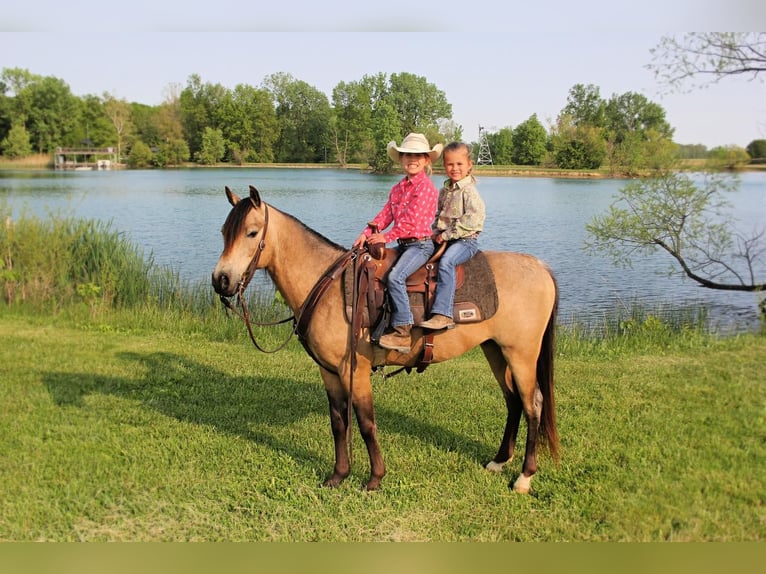 Quarter Pony Wallach 7 Jahre Buckskin in Warren, IN