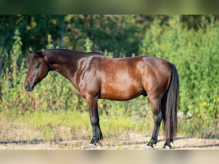 Quarter Pony Wallach 7 Jahre Rotbrauner in Whitewright