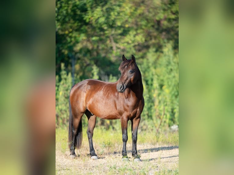 Quarter Pony Wallach 7 Jahre Rotbrauner in Whitewright