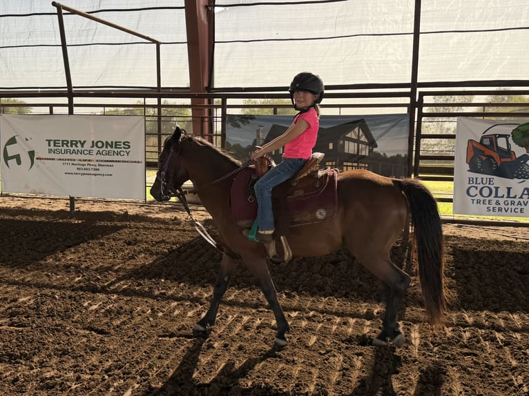 Quarter Pony Wallach 7 Jahre Rotbrauner in Whitewright