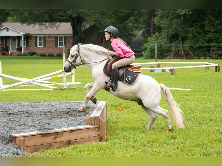 Quarter Pony Mix Wallach 8 Jahre 119 cm Schimmel in Bogard