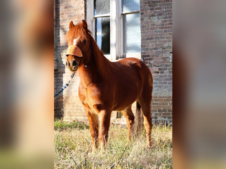 Quarter Pony Wallach 8 Jahre 122 cm Rotfuchs in Culleoka